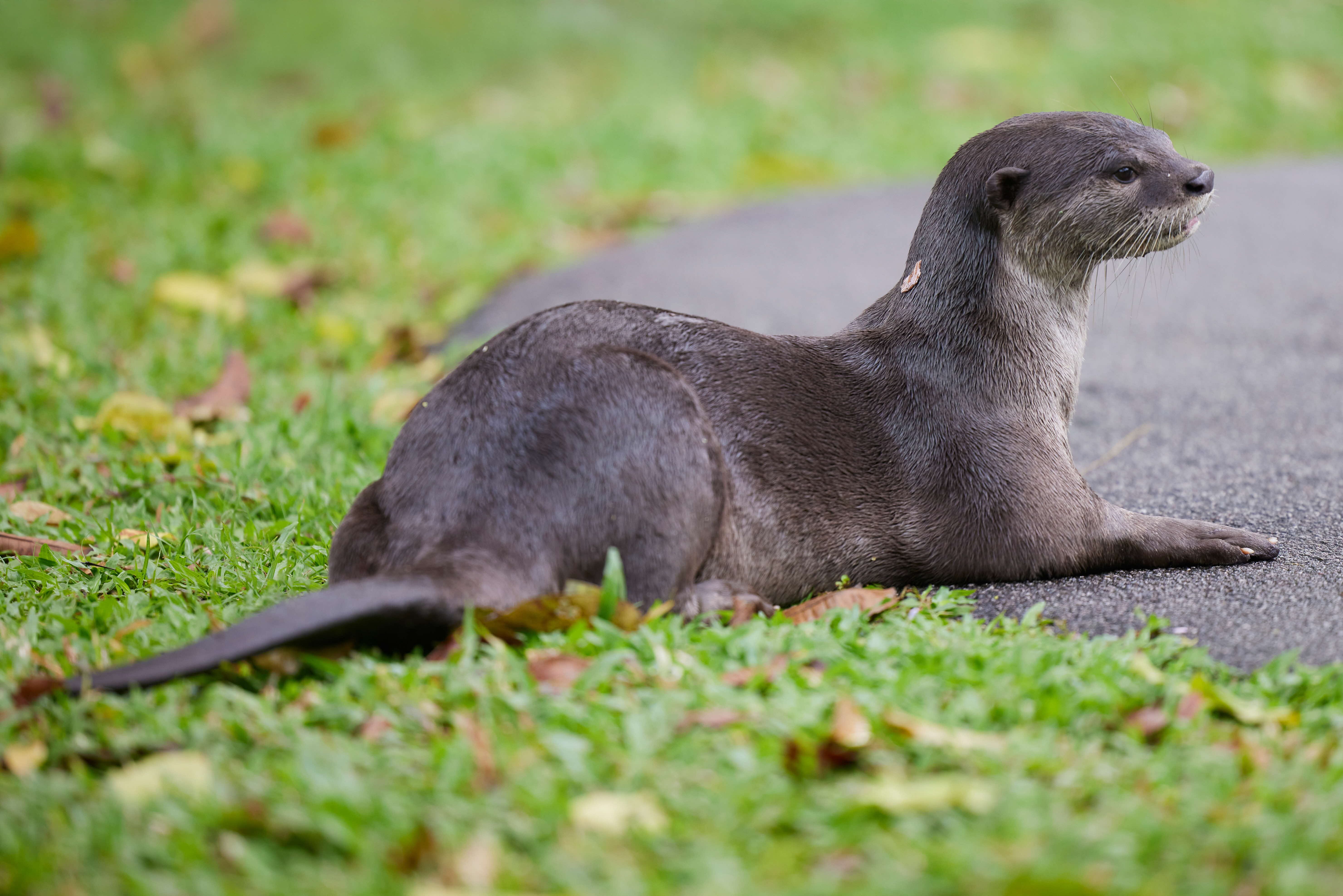 Smooth-coated Otter